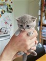 Blåspotted kattunge.jpg